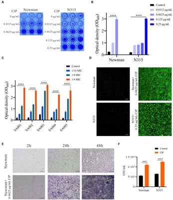 Ciprofloxacin enhances the biofilm formation of Staphylococcus aureus via an agrC-dependent mechanism